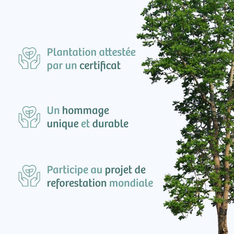 Planter un arbre en hommage à Mr. Michel TERNAUX